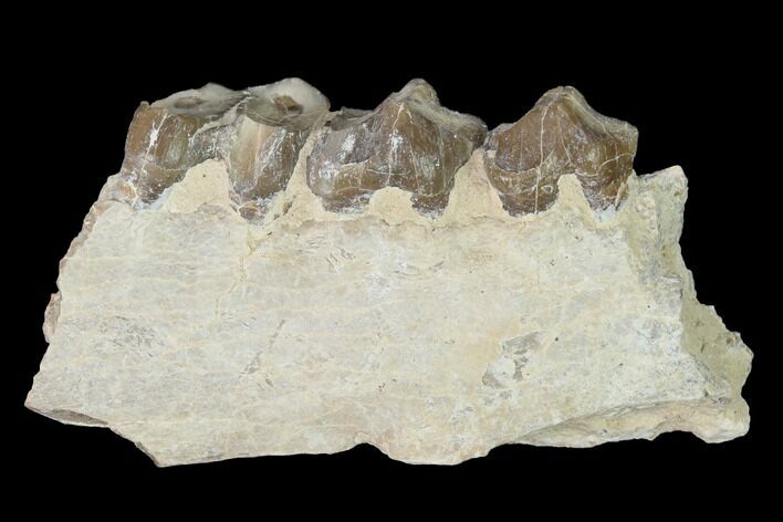 Oreodont (Merycoidodon) Jaw Section - South Dakota #140904